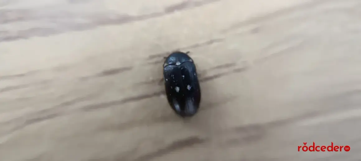 En liten svart larv med vita prickar kryper på en träyta.