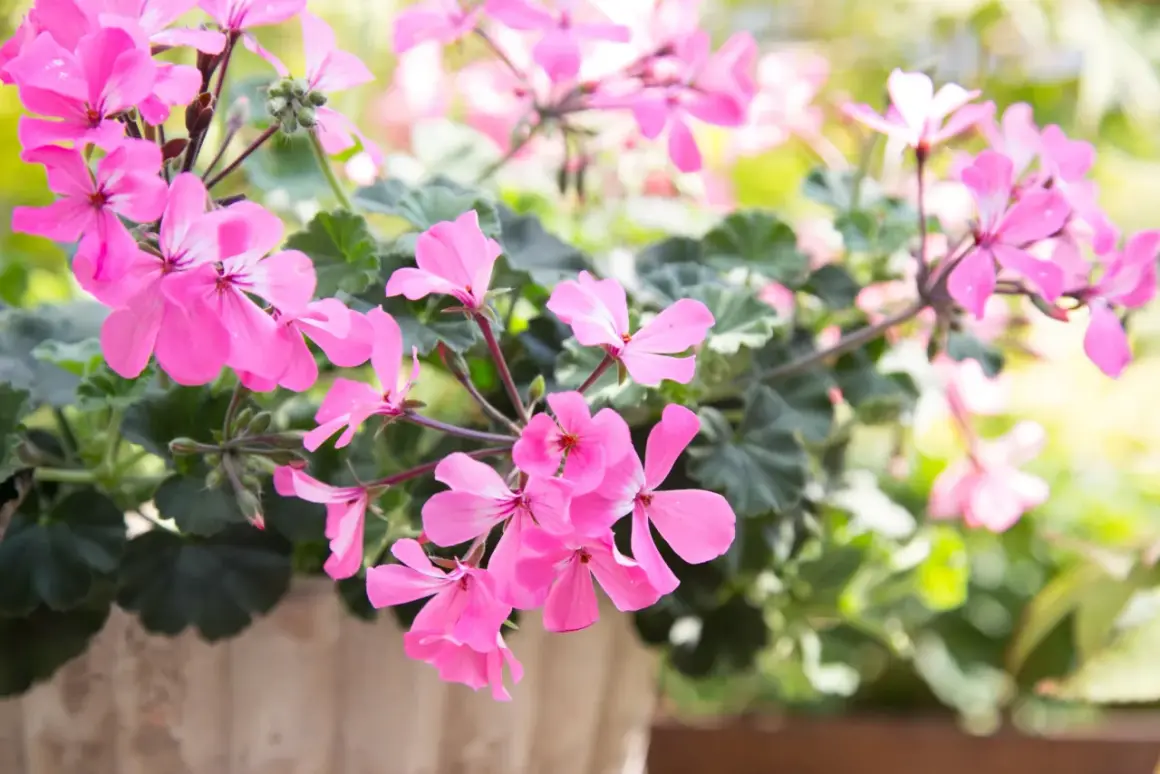 En kruka fylld med rosa pelargon sorter i full blom. Ljuset faller mjukt över blommorna och skapar en drömsk känsla.