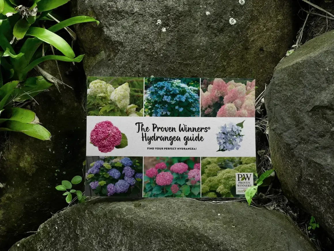En guide till hortensior, med bilder på olika sorters blomma på en sten.