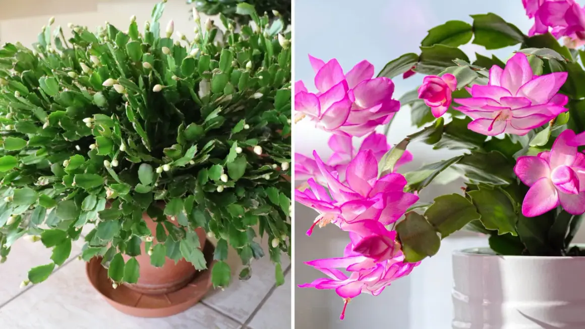 En frodig novemberkaktus med många knoppar, och en annan med slående rosa blommor. En riktig glädjespridare i novembermörkret.