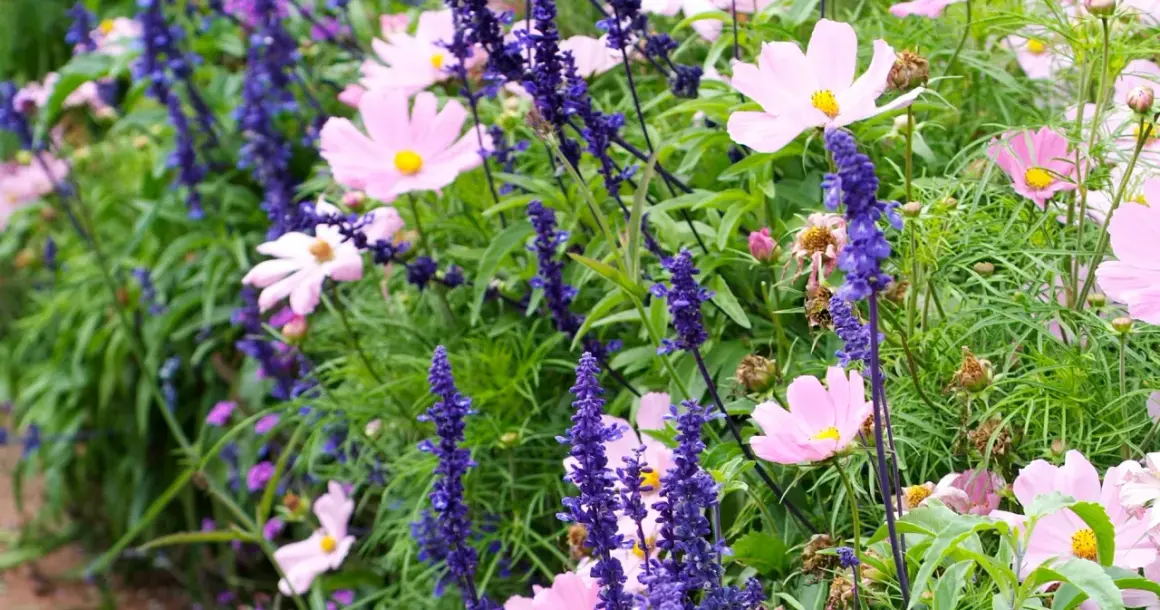 En rabatt med rosa kosmosblommor och blå salvia. Angelonia angustifolia bidrar med sina lila blomspiror till den färgsprakande blandningen.