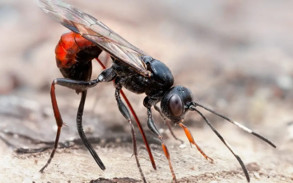 En svart geting med röd bakkropp, en av vanliga insekter i Sverige, med genomskinliga vingar och långa ben.