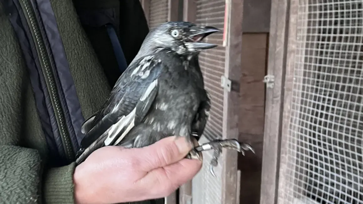 En person håller en kaja med ring på benet. Kaja ålder är svår att avgöra, men den ser ut att vara ung.