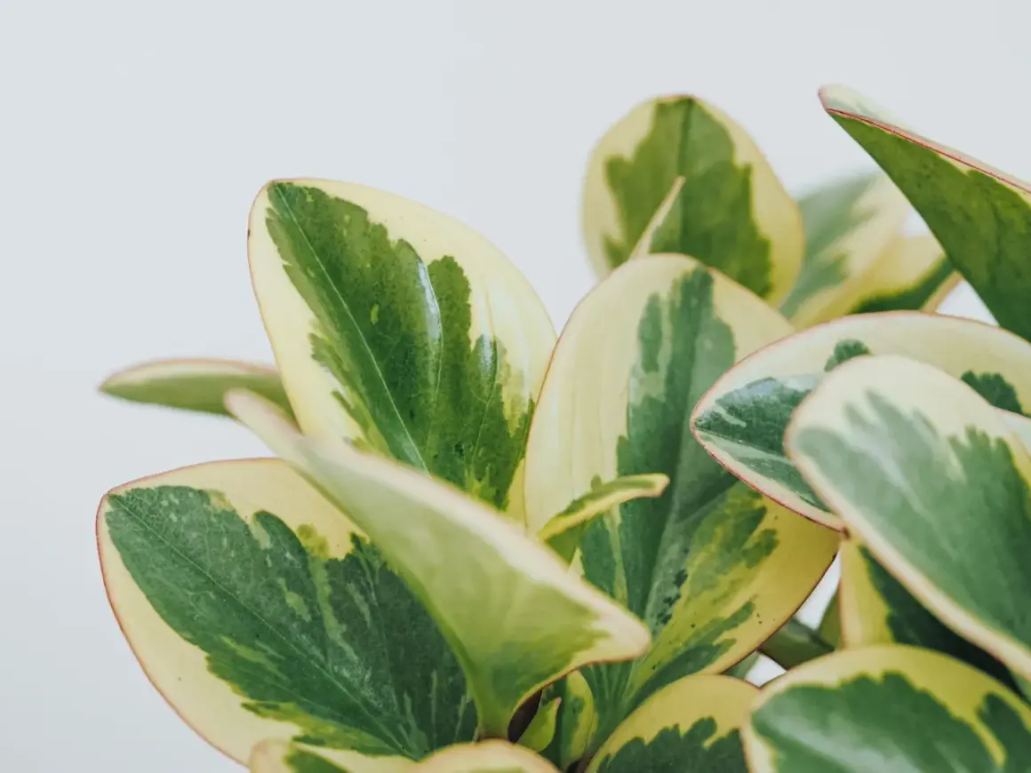 Närbild på en brokig peperomia med gröna och gulvita blad. En av många vackra peperomia sorter.