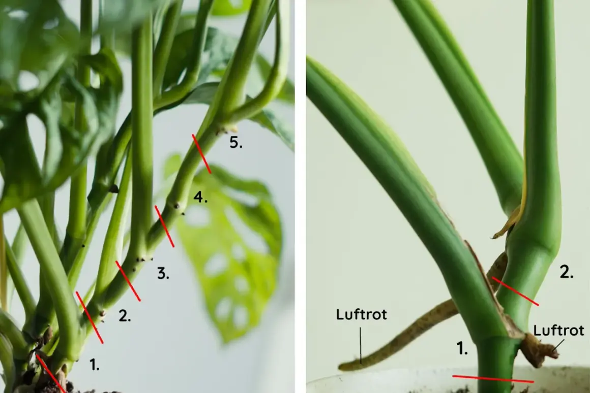 Detaljerad bild av en monstera-stam med numrerade snittpunkter för sticklingar. Luftrötter syns tydligt.