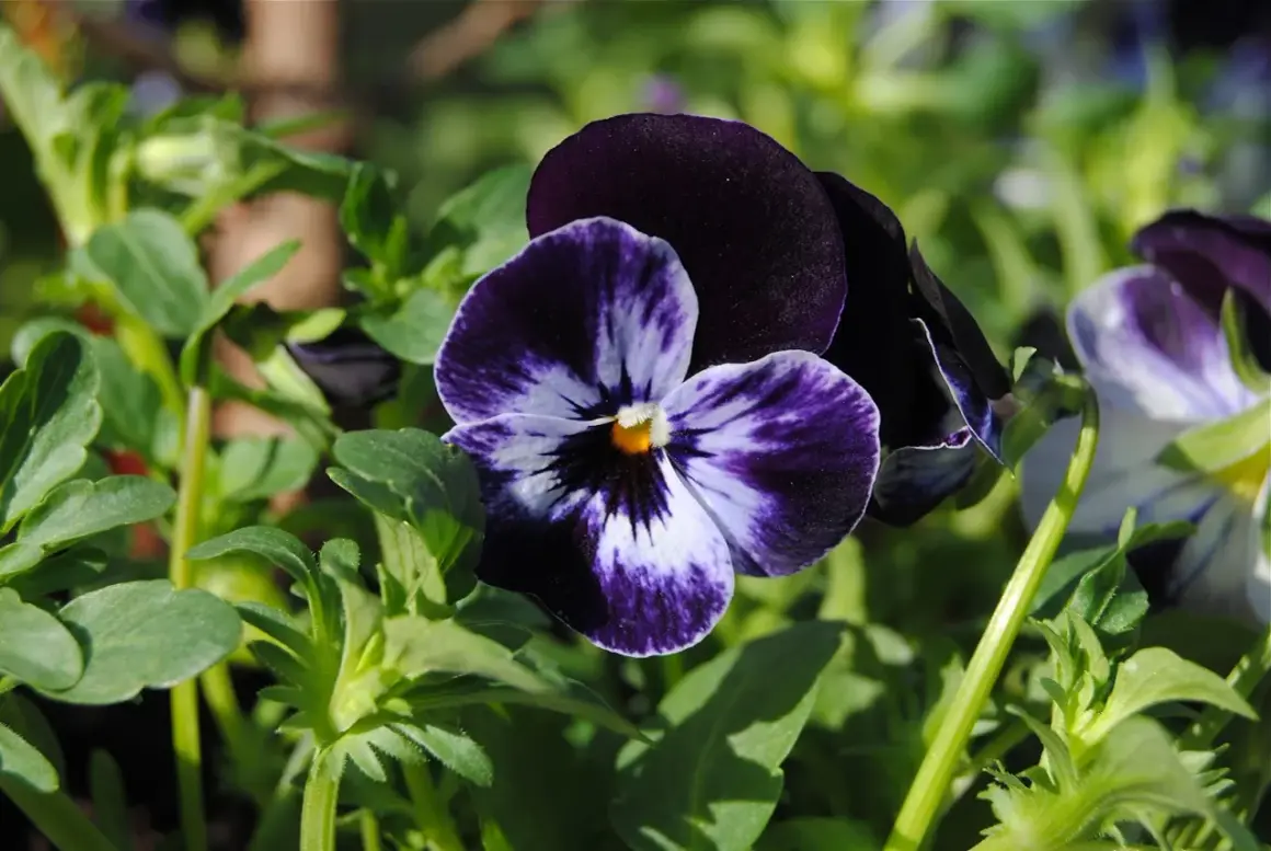 En närbild av en mörkblå och vit viola tricolor blomma med gröna blad i bakgrunden.