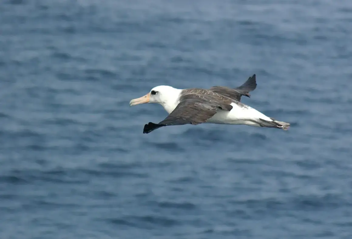 En albatrossfågel glider över det blå havet, med sina imponerande vingar utbredda.