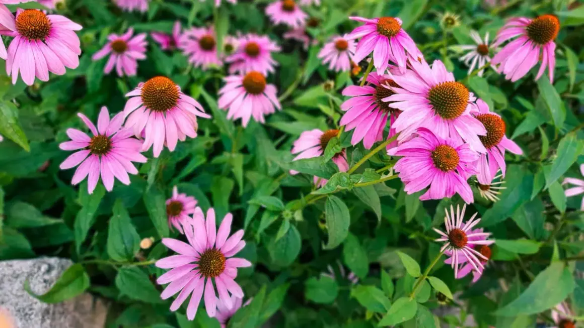 En grupp rosa solhatt blommor med bruna mittar, omgivna av gröna blad.