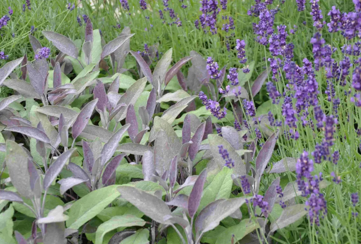 Vacker samplantering lavendel i kruka med purpurfärgade blad.