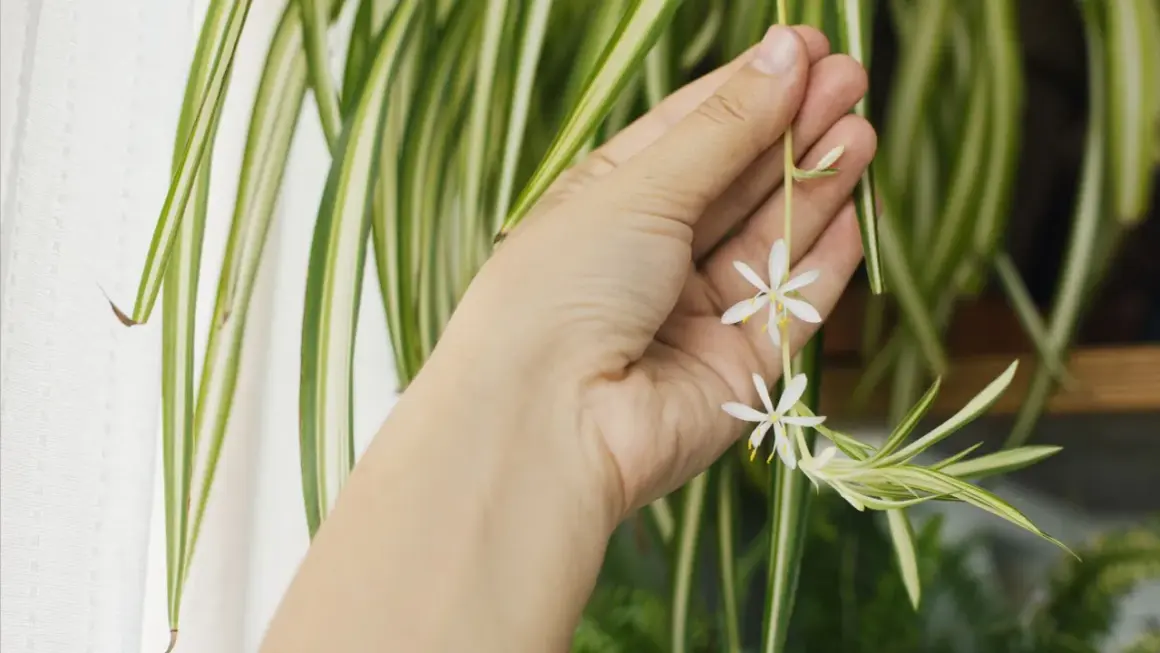En hand håller försiktigt en blommande pinnlilja. De små vita blommorna kontrasterar mot de randiga gröna bladen.