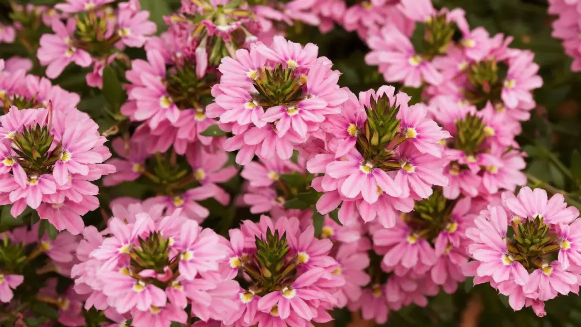 En tät matta av rosa blommor, Sceavola aemula, med sina unika, fläktformade kronblad och gröna mitt.