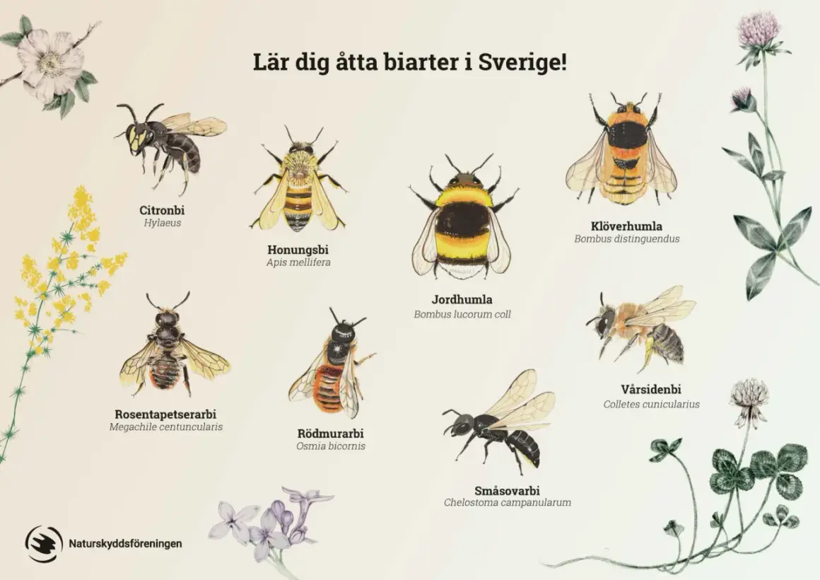 Illustrationer av åtta olika bin i Sverige: citronbi, honungsbi, jordhumla, klöverhumla, rosentapetserarbi, rödmurarbi, småsovarbi och vårsidenbi.