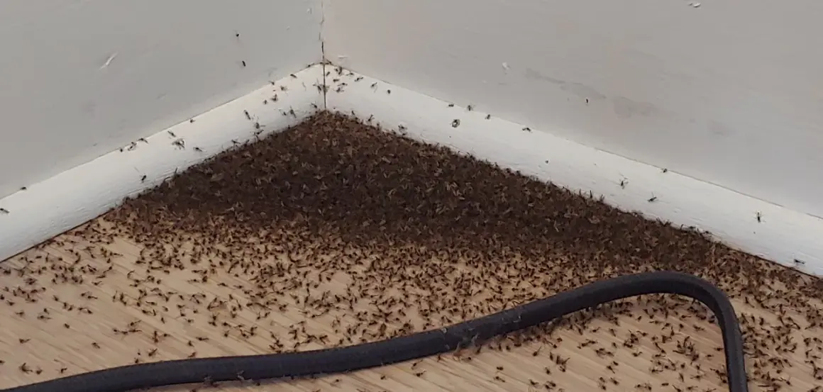 Enorm mängd pyttesmå flugor samlas i ett hörn på golvet, längs en vit golvlist.