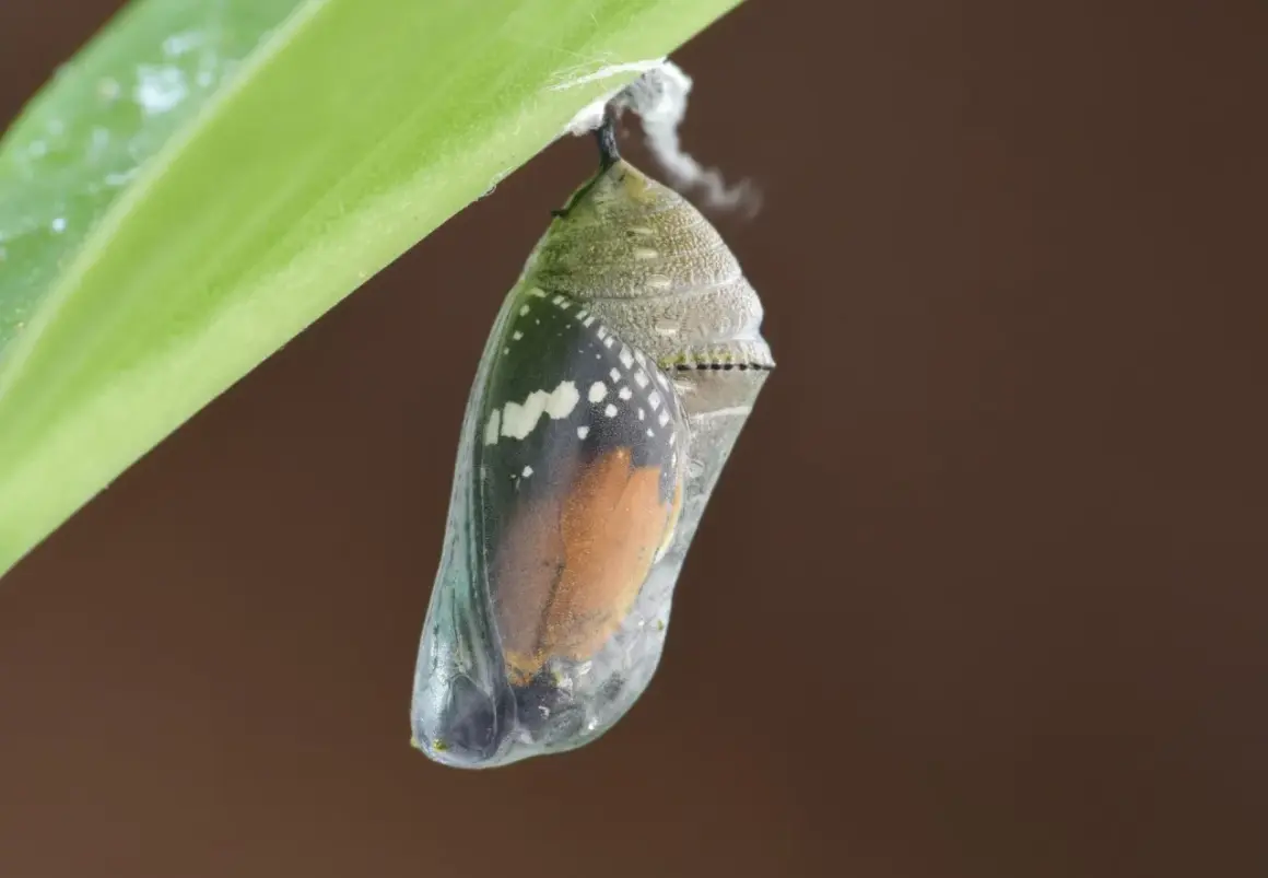 A monarch butterfly chrysalis hangs from a green leaf, showing orange wings and black and white markings.