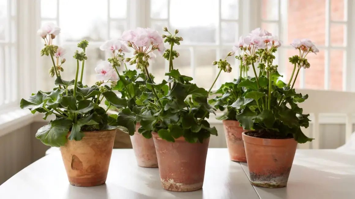 Flera krukor med ljusrosa doftpelargon sorter står på ett vitt bord. Blommorna är i full blom med gröna blad.