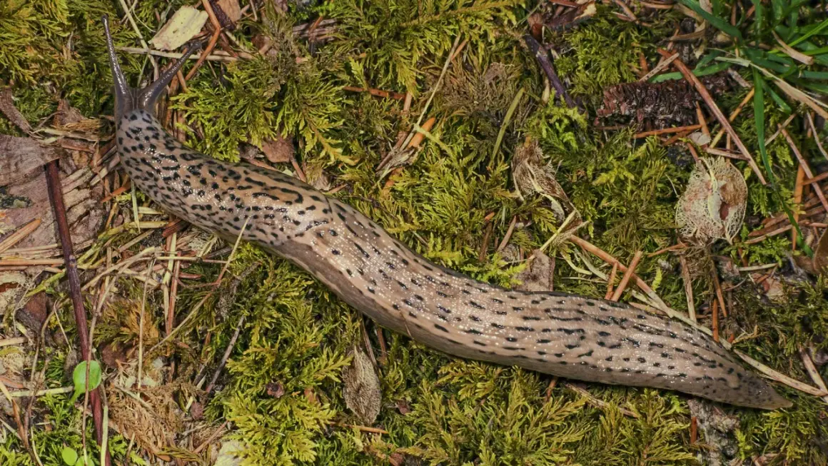 En stor leopard snigel med mörka fläckar slingrar sig över grön mossa och barr.