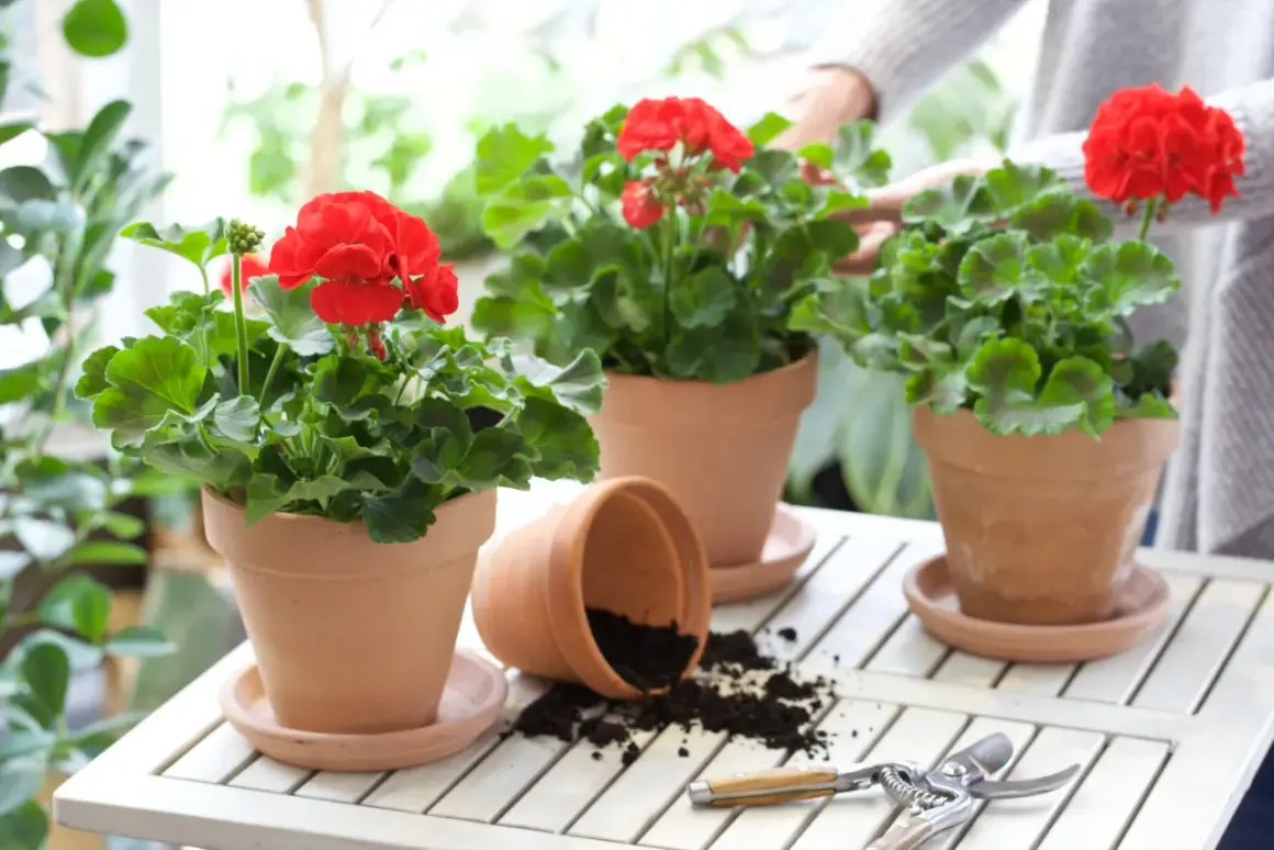 Röda pelargoner i terrakottakrukor på ett vitt bord. En kruka har vält och jord har spillts ut. En person i bakgrunden sköter om blommorna. Perfekt för utomhusbruk när temperaturen är rätt.