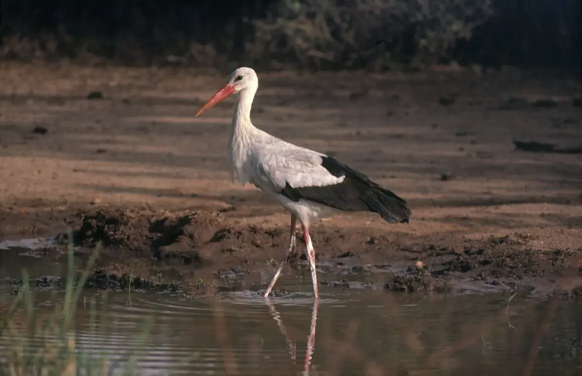 En vit stork med röd näbb står i grunt vatten. En vacker stork i Sverige, redo att fiska.