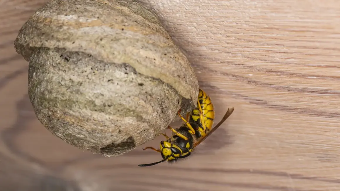 En geting bygger på sitt bo. Getingar är viktiga för att pollinera, även om de inte är lika kända som bin.