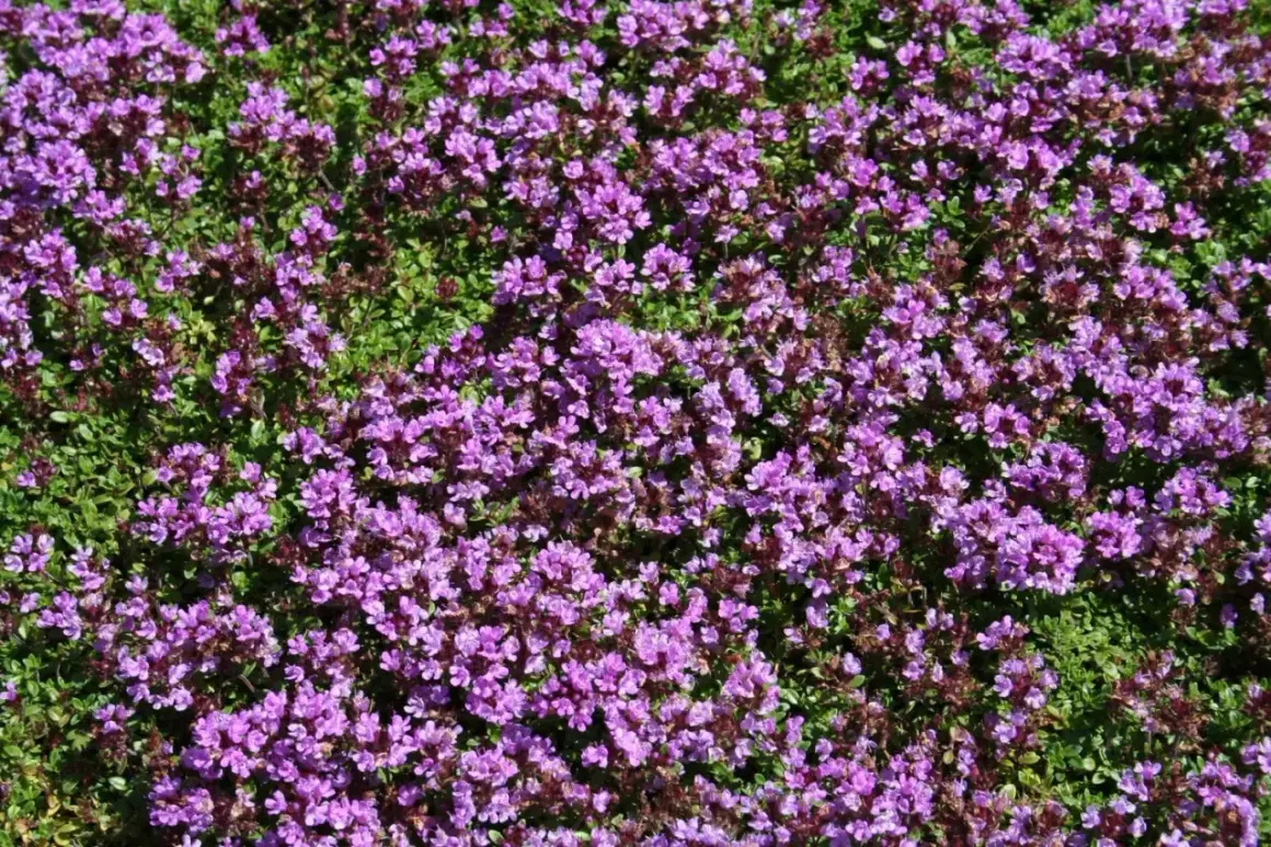 En matta av blommande backtimjan med små lila blommor och gröna blad.