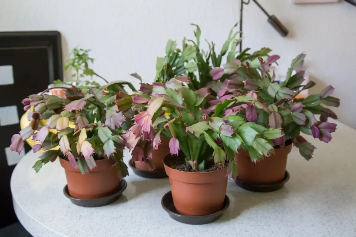 Flera novemberkaktusar i krukor, redo för omplantering. De har gröna och lila blad.