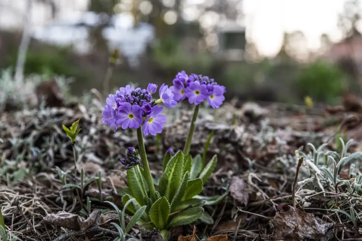 Två lila primula sorter blommar i trädgården bland vissna löv och grågröna blad.