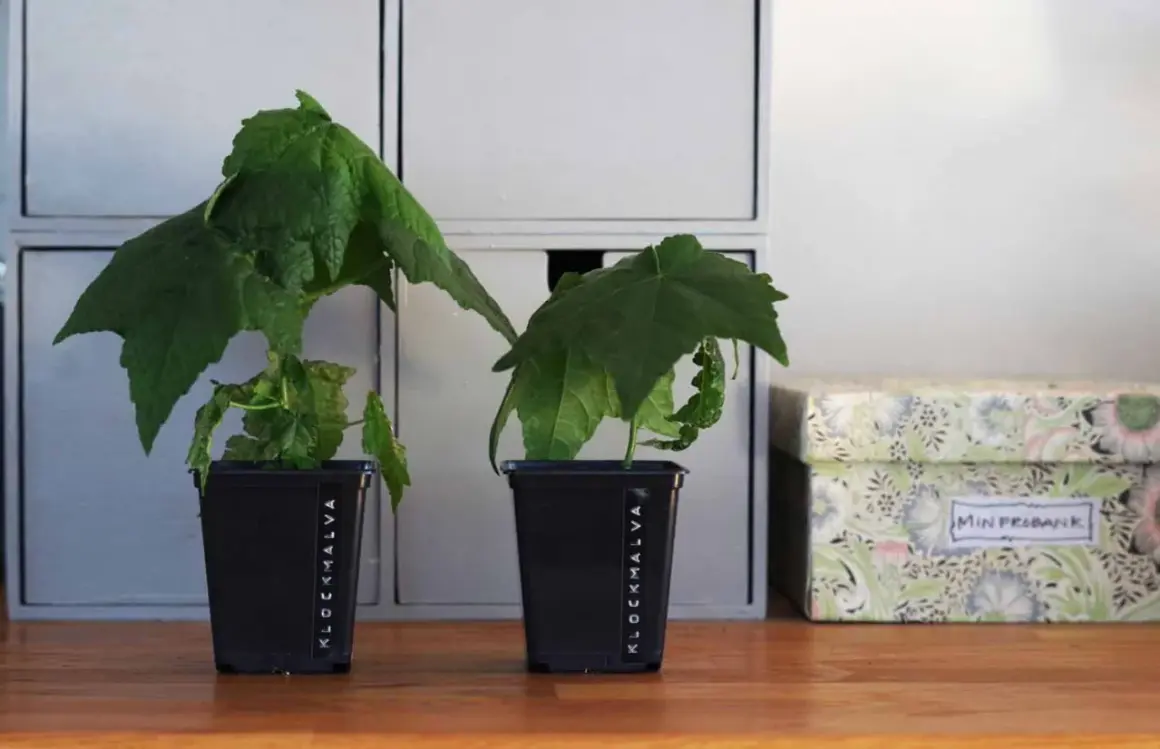 Två klockmalva sticklingar i svarta krukor, märkta "Klockmalva", står på ett träbord bredvid en blommig förvaringslåda.