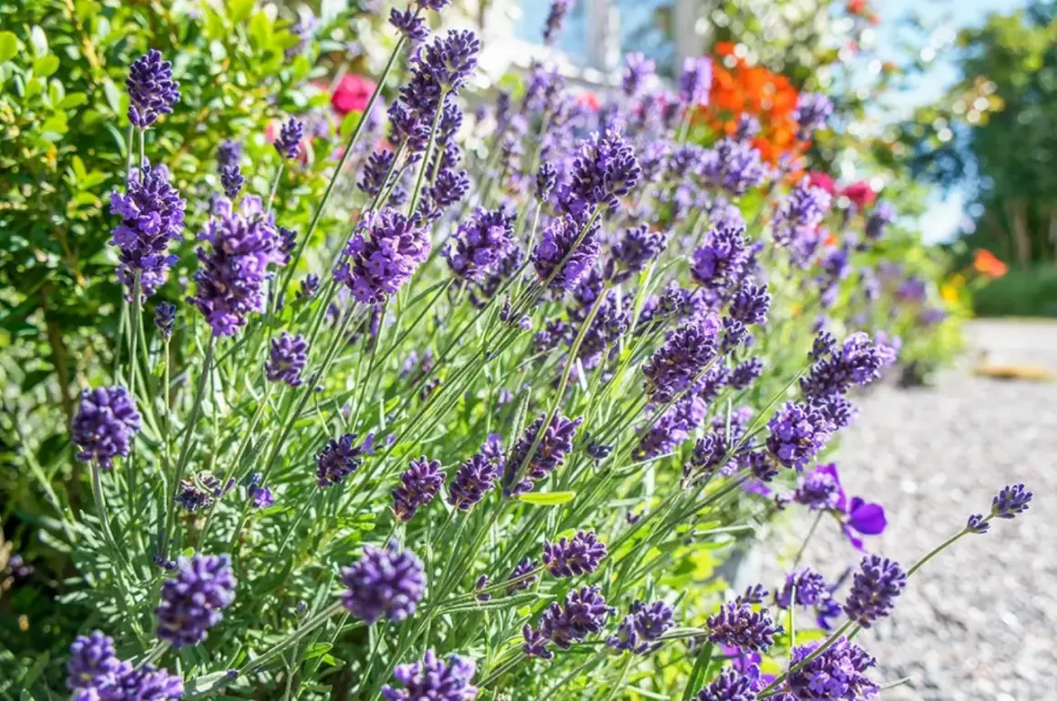 Vacker lavendel blommar frodigt, ett bevis på att det går att odla i sand.