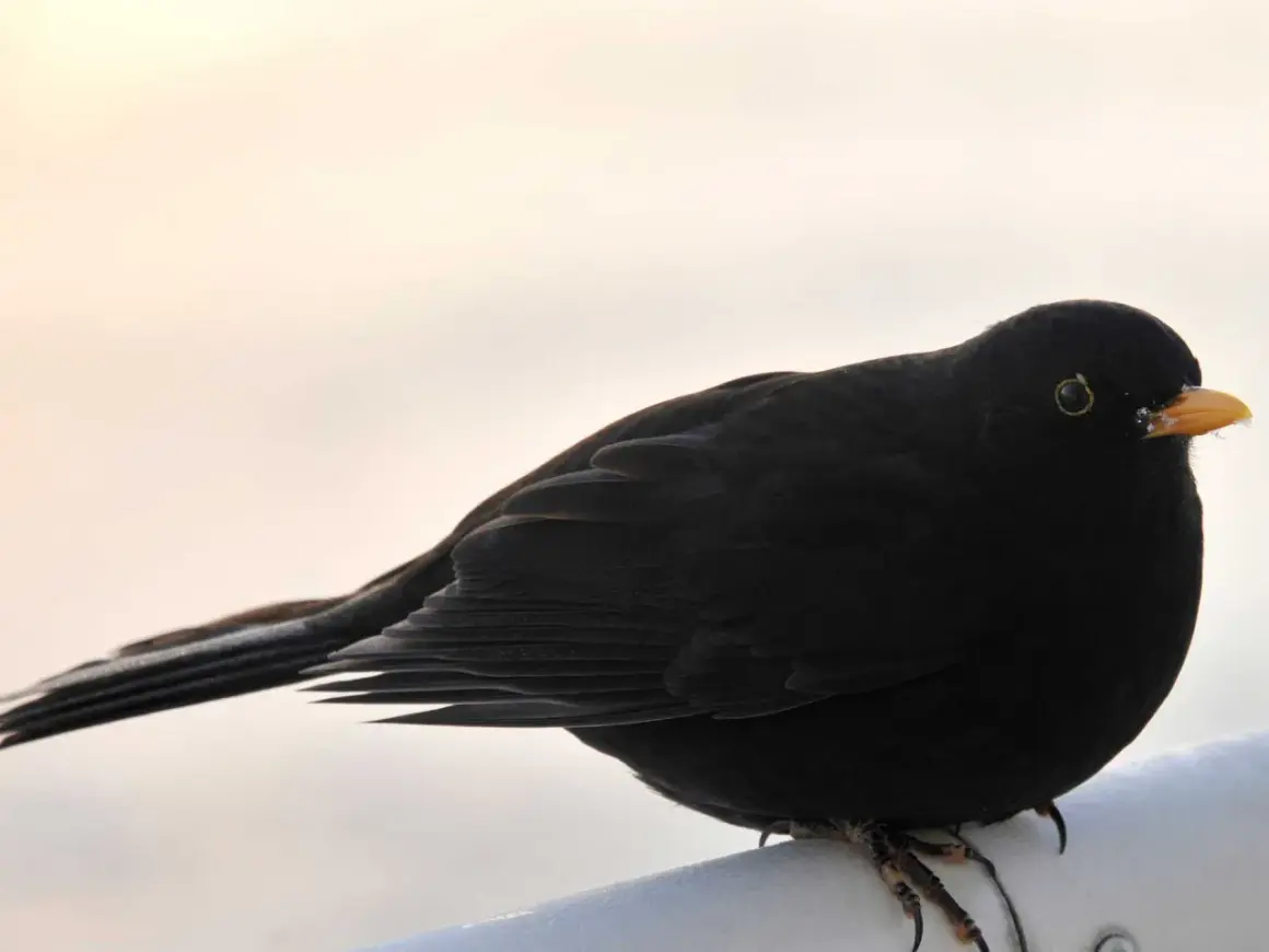 En koltrast, en vacker flyttfågel, sitter på en vit yta med en ljus bakgrund.