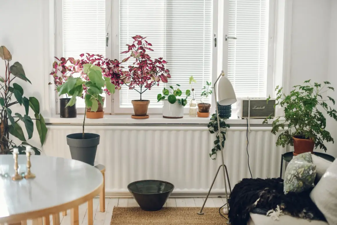 Fönsterbrädan fylls av grönska, med en Hoya carnosa som en av många växter.