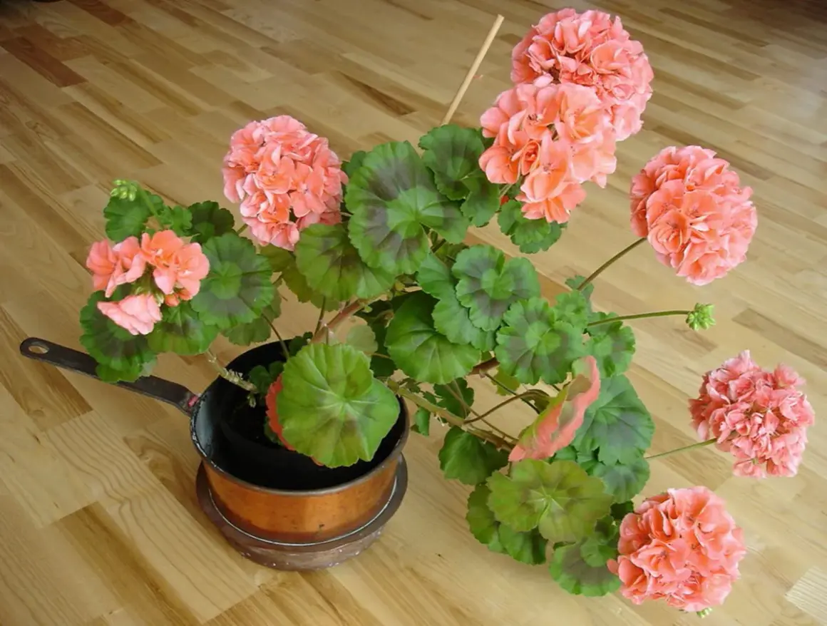 En kruka med vackra, rosa pelargoner som väntar på att klippa.
