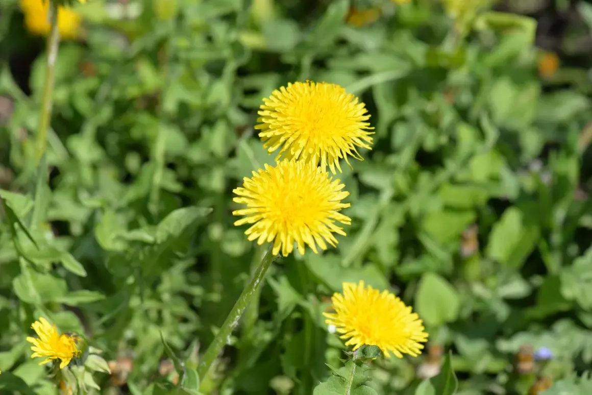 Gula maskrosor i grönskan. Visste du att maskros nyttigt kan vara?