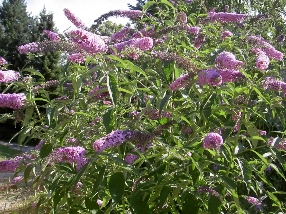 En buske med lila blomklasar, en vacker men invasiv buddleja.