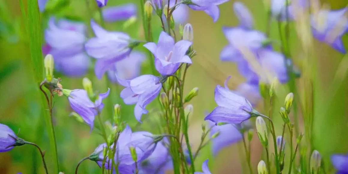 Blåklockor, sveriges nationalblomma, blommar i en grön äng.