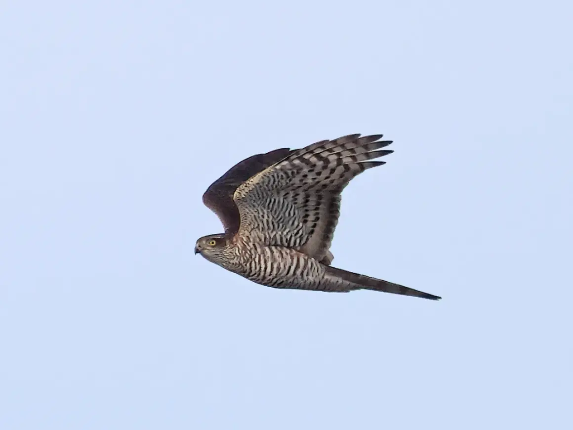 En liten rovfågel med randiga vingar och stjärt flyger mot en ljusblå himmel.