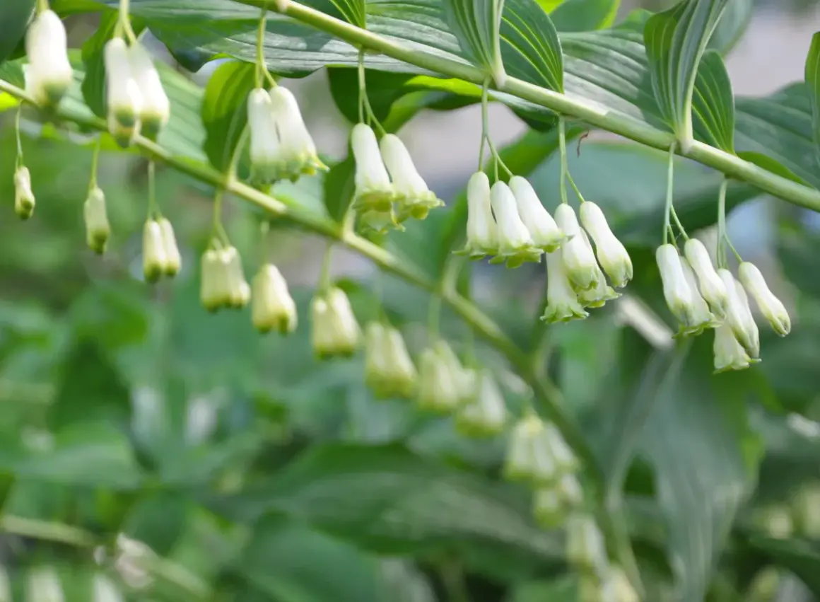 En gren med hängande, vit klocka blomma. Blommorna är små och klockformade med gröna spetsar.