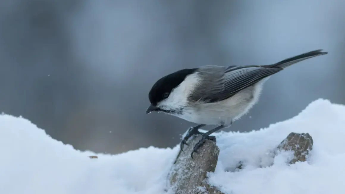 En talltita, en liten fågel med svart hätta, sitter på en snötäckt gren.
