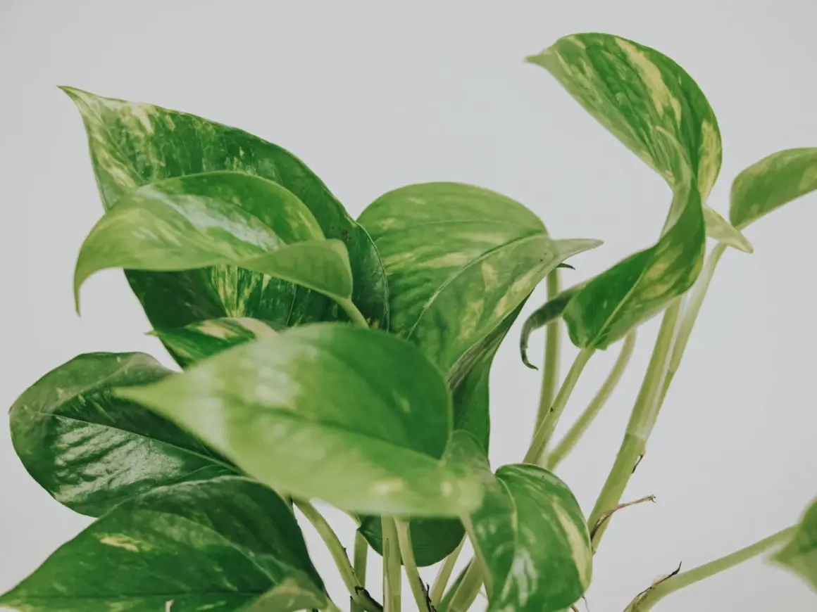 En närbild på en gullranka med sina karaktäristiska gröna blad med inslag av gula fläckar.