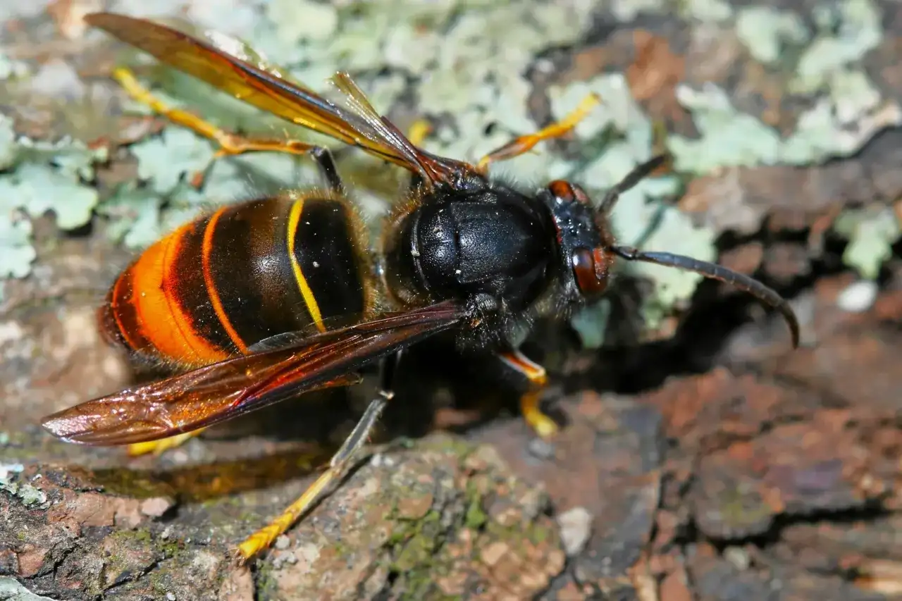 Sammetsgeting – Känn igen & rapportera invasiva arten!