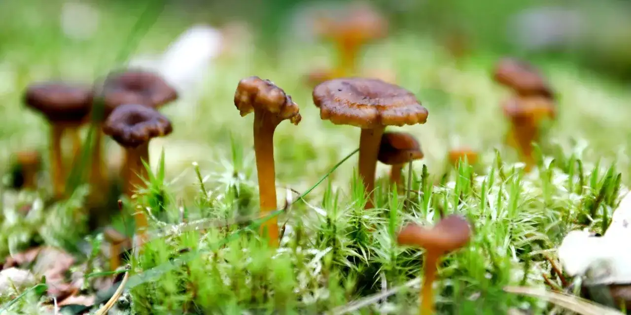 Små kantareller - när ska de plockas och hur tillagas de?
