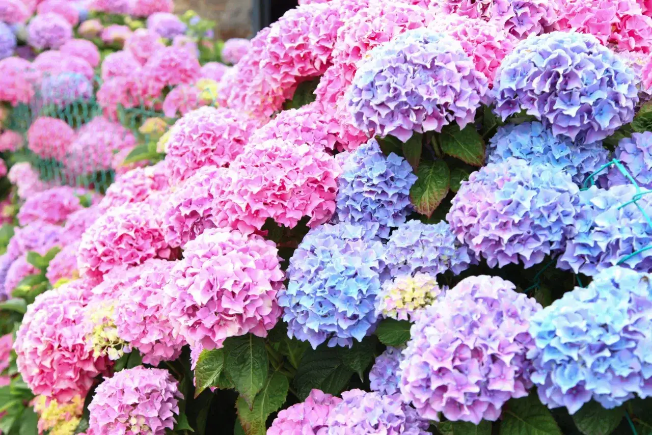 Hortensia utomhus som blommar år efter år