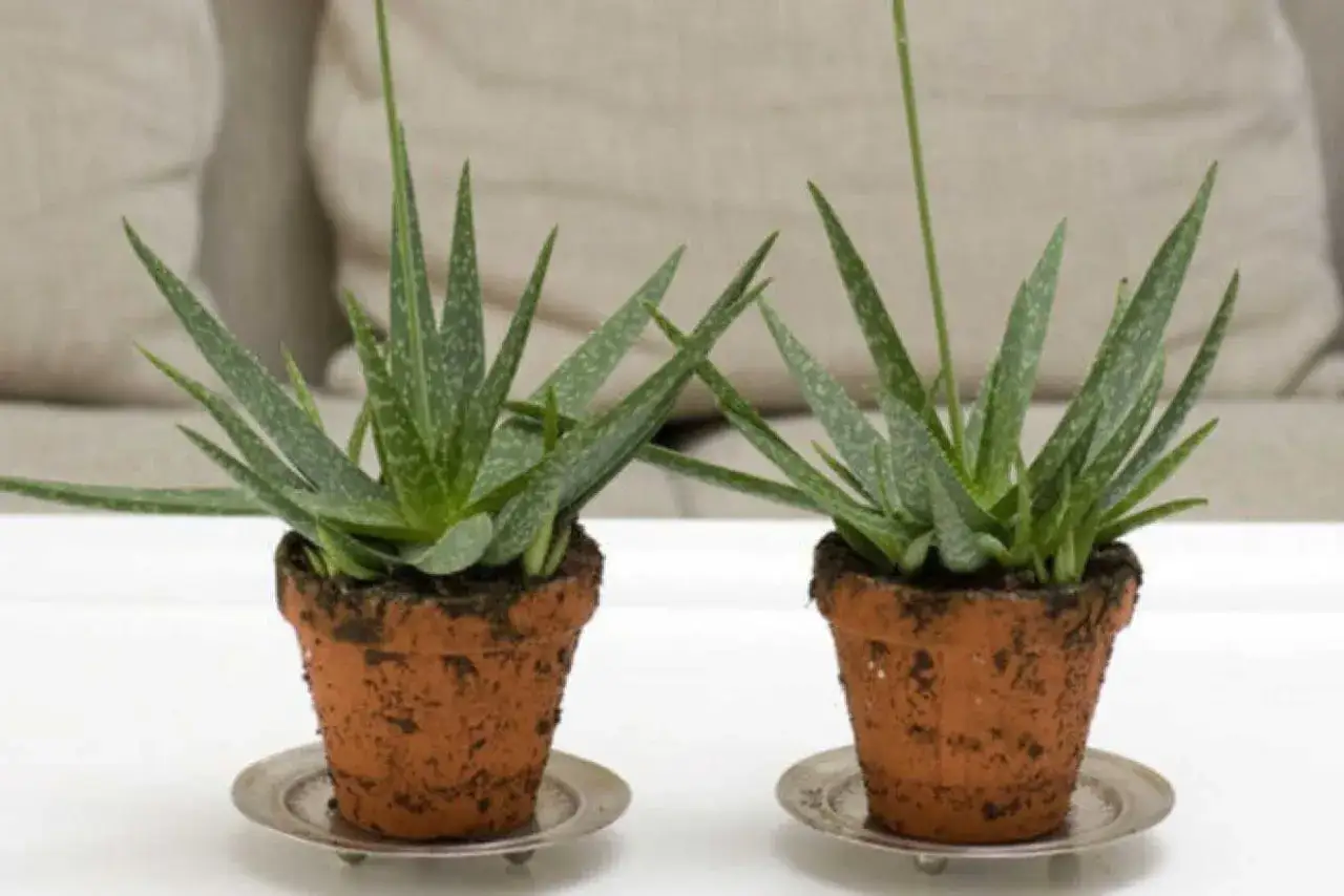 Aloe vera blommar sällan? Så får du den i kruka!