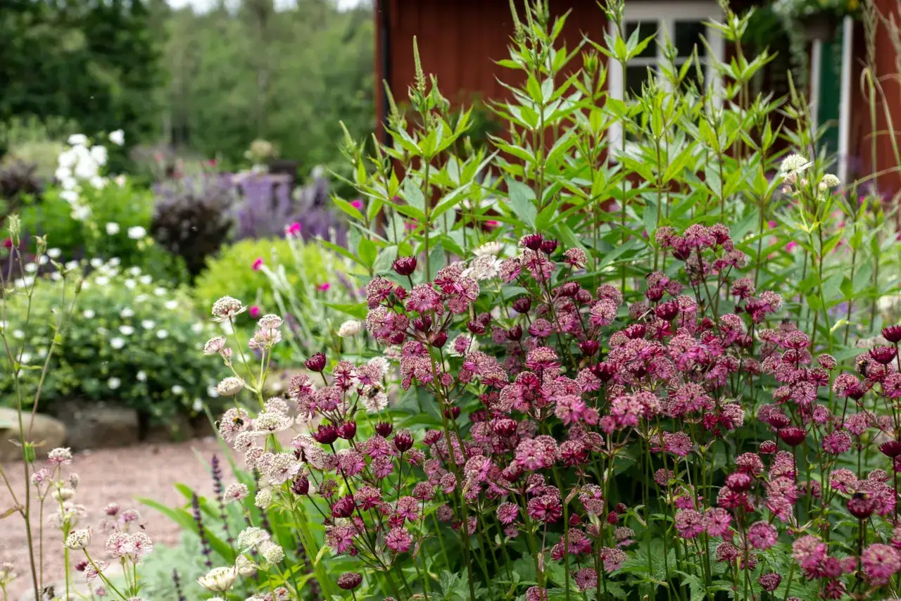 Blommor bin inte gillar - Planera din trädgård smart