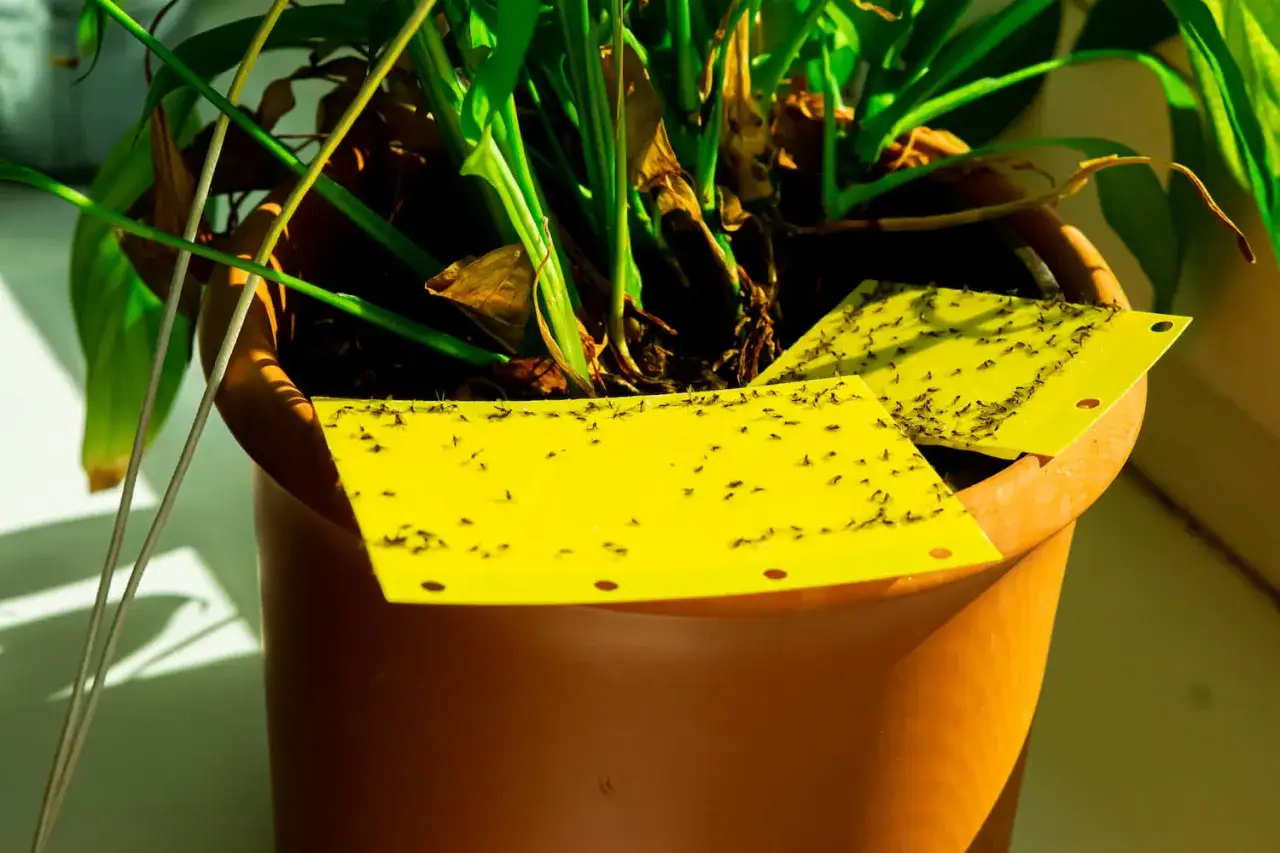 Gula klisterfällor i en blomkruka fångar många små svarta flugor. Ett effektivt sätt att bli av med sorgmyggor och njuta av sina växter igen.
