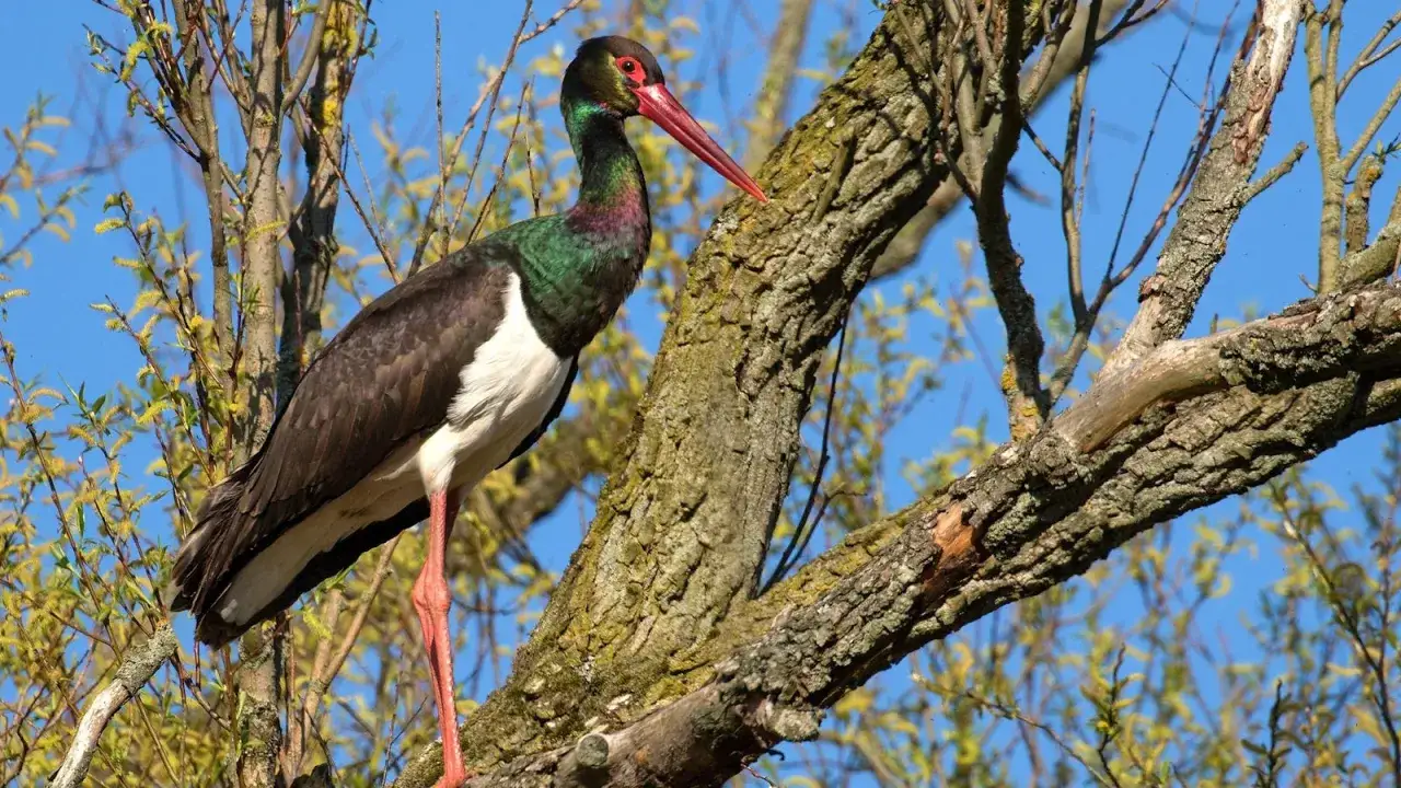 Svart stork med gr&ouml;nskimrande hals och r&ouml;tt &ouml;ga sitter i ett tr&auml;d med knoppande grenar mot bl&aring; himmel.