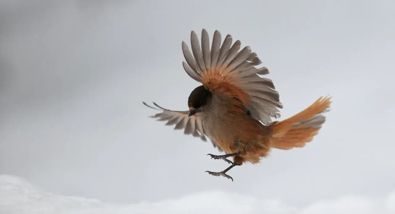 En lavskrika i flykt, en av v&aring;raf&aring;glar i Sverige, med sina vingar utbredda mot en sn&ouml;ig bakgrund.