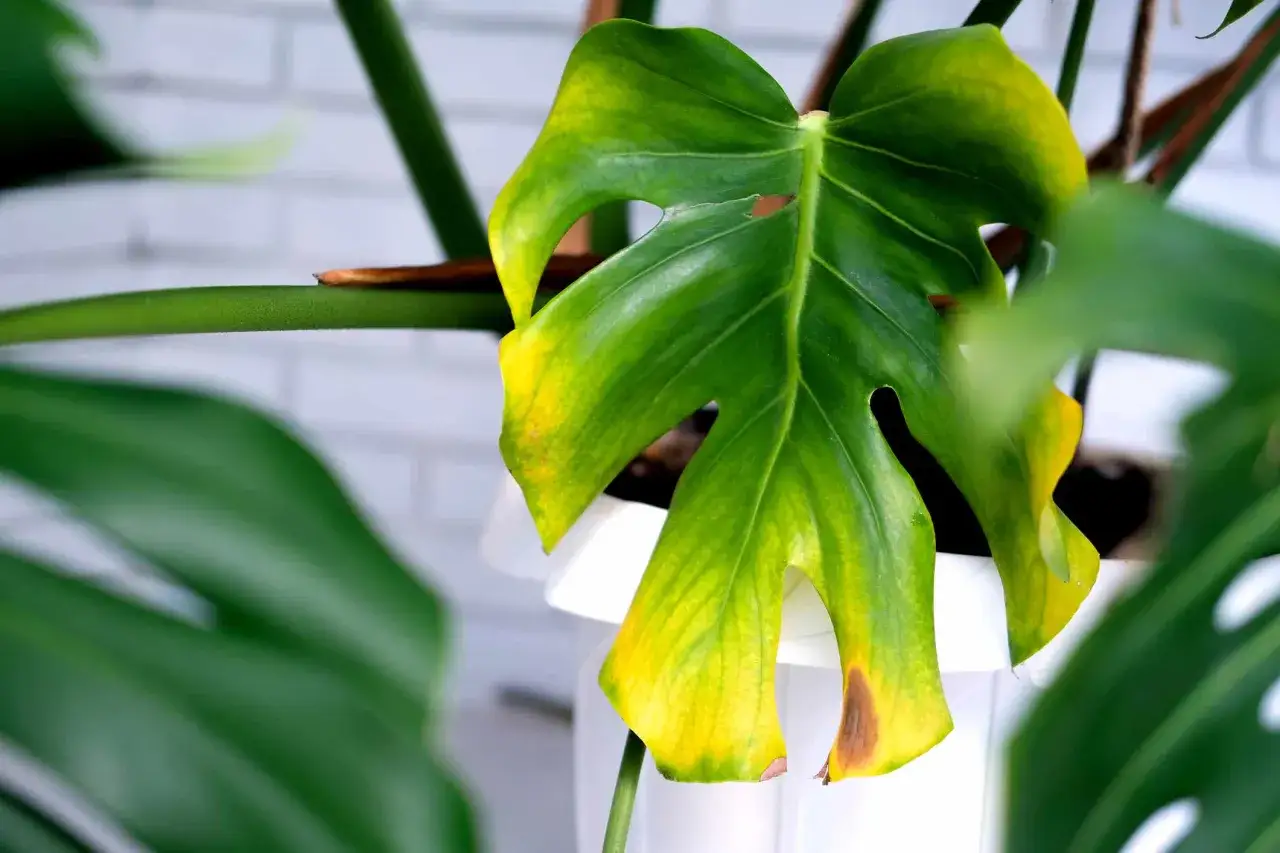 Monstera med gula blad som visar tecken p&aring; att beh&ouml;va mer omsorg.