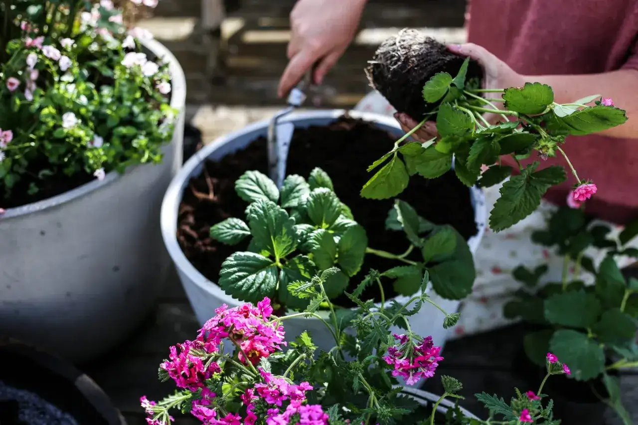 Planterar jordgubbsplantor, med rosa blommor i f&ouml;rgrunden. En planta av hoya carnosa syns ocks&aring;.