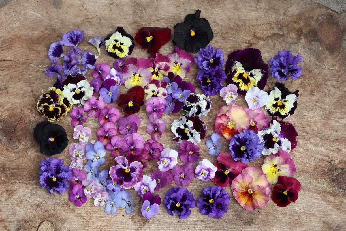 En samling violer, viola tricolor, i olika färger och storlekar ligger utspridda på en träyta.