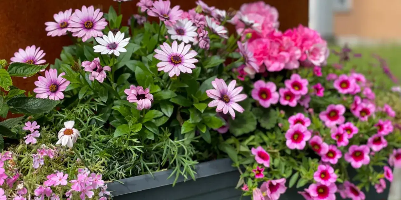 En blomsterl&aring;da fylld med rosa och vita blommor, inklusive en vacker gerbera blomma.